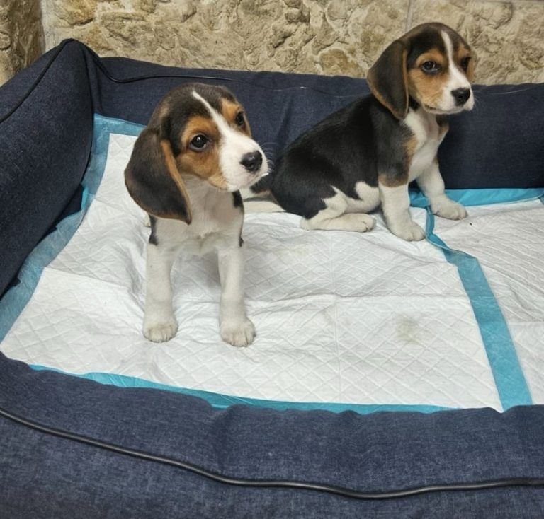 IMG-e1870add58aec78b5eb17cc814a02040-V