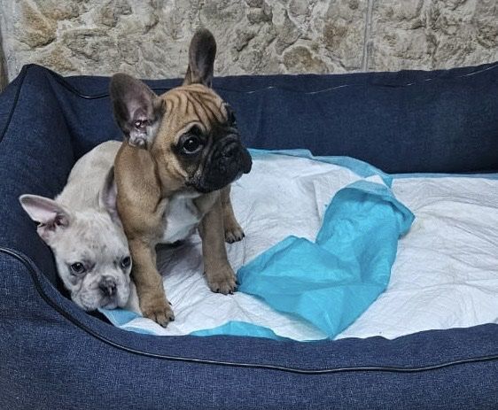 IMG-6635359951f2b7bfef6c0b0ff856495d-V